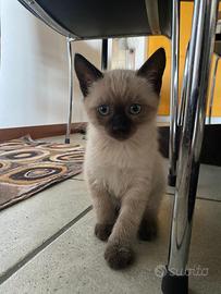 Gattini siamese