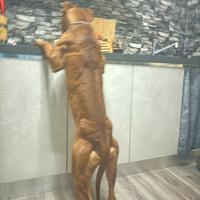 Pitbull per monta con pedigree