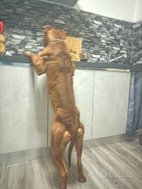 Pitbull per monta con pedigree