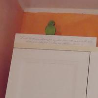 Parrocchetto dal collare allevato a mano