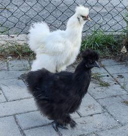 coppia di galline moroseta