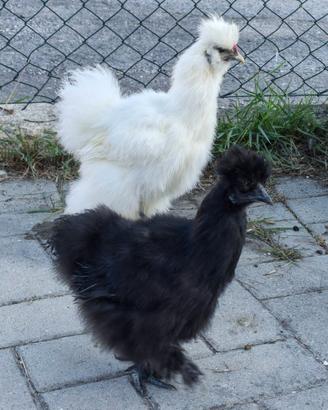 coppia di galline moroseta