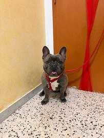 Accoppiare mio bulldog francese