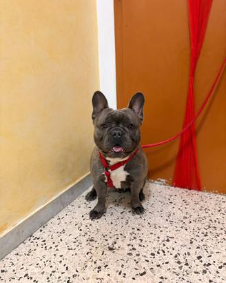 Accoppiare mio bulldog francese