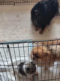 Cucciolo Spitz di Pomerania