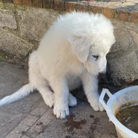 Cucciolo Pastore Maremmano Abruzzese