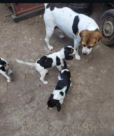 Beagle 