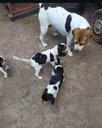 Beagle 