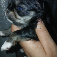 Chihuahua mini toy