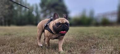 Bulldog Francese
