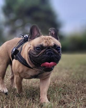 Bulldog Francese