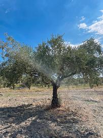 Ulivo pianta