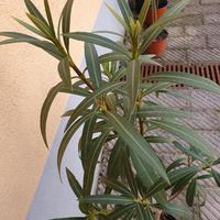 Oleandro rosso alberello