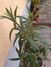 Oleandro rosso alberello