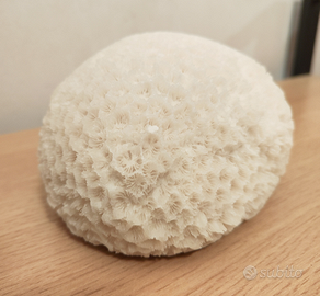 Soprammobile corallo bianco