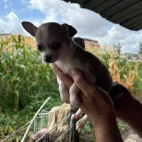 Chihuahua mini toy