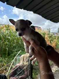 Chihuahua mini toy