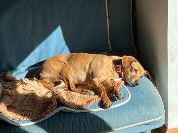 ZETA - cagnetta di 4 anni