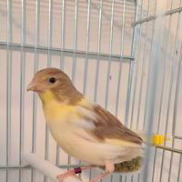 Canarini Timbrado Spagnolo