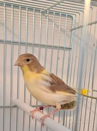 Canarini Timbrado Spagnolo