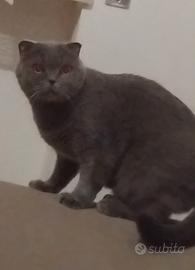 Gattina schottis fold si trova Pavia