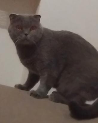 Gattina schottis fold si trova Pavia