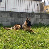 Cucciolo pastore tedesco