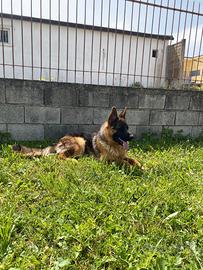 Cucciolo pastore tedesco