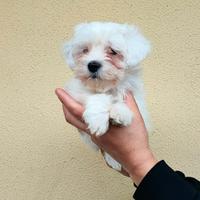 Maltese maschietto di 60 giorni