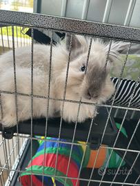 Coniglio nano con gabbia