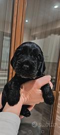 Cocker spaniel