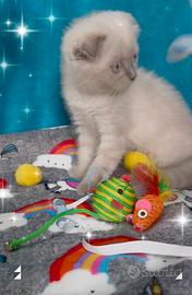 Gattina scottish fold