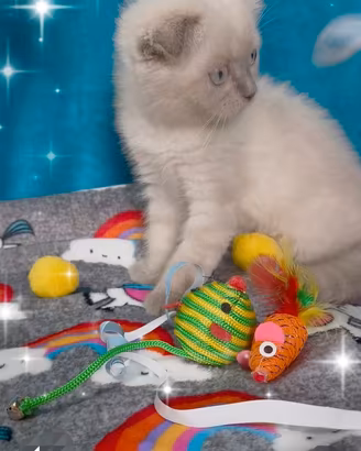 Gattina scottish fold