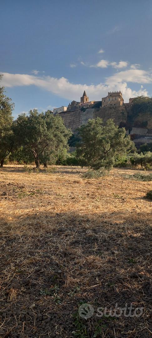 Terreno agricolo con ulivi Villapiana (CS) - Vista 2