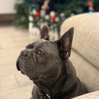 Bulldog Francese blu