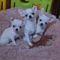 Femmine esclusive mini di 1 chilo reali