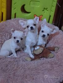 Femmine esclusive mini di 1 chilo reali