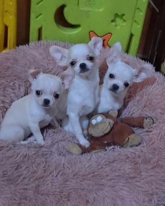 Femmine esclusive mini di 1 chilo reali