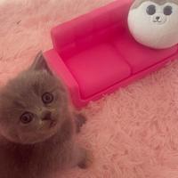 Disponibili gattini British silver
