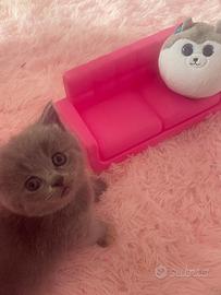 Disponibili gattini British silver