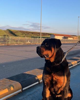 Rottweiler maschio per accoppiamento