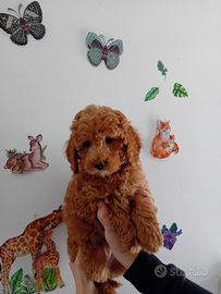 Barboncina nana color albicocca