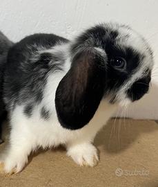 Coniglietto ariete nano