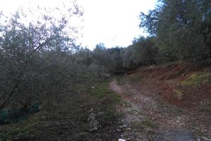 PANTALEO