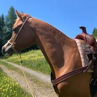 Cavalla 9 anni documento anica