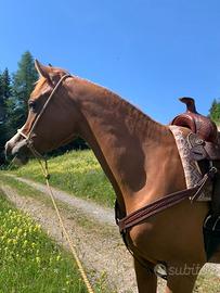 Cavalla 9 anni documento anica