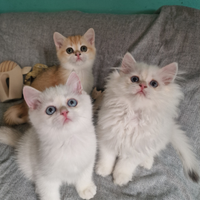 British shorthair ny12