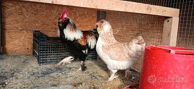 Galline
