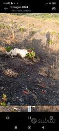 Cane da ferma setter