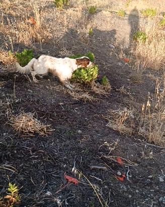 Cane da ferma setter